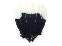 These high quality turkey feathers are black with white tips. They look very similar to eagle feathers. These feathers can be used for home decor, backdrops, crafts, costumes, and more.