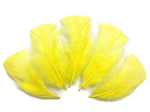 1/4 Lb - Yellow Turkey T-Base Wholesale Body Plumage Feathers (Bulk)