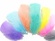 The soft pastel mix of Turkey plumage is perfect for school projects, children's crafts, and filler feathers.