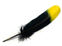 6 Pieces - Yellow & Black Two Tone Turkey Round Tom Wing Secondary Quill Feathers
