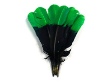 1/4 Lb - Green & Black Two Tone Turkey Round Tom Wing Secondary Quill Feathers