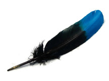 6 Pieces - Turquoise Blue & Black Two Tone Turkey Round Tom Wing Secondary Quill Feathers