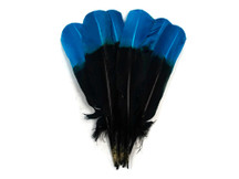 1/4 Lb - Turquoise Blue & Black Two Tone Turkey Round Tom Wing Secondary Quill Feathers