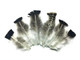 10 Pieces- Royal Palm Wild Turkey Flats Body Plumage Feathers