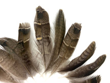 10 Pieces - Natural Barred Partridge Mini Wing Feathers