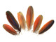 Exotic Red Macaw Parrot Feathers Cruelty Free