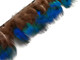 Beautiful Peacock feathers. This iridescent blue feather trim is perfect for quick and easy projects.