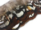 Natural brwon venery pheasant plumage feather trim. Trim is ideal for easy application and high density projects.