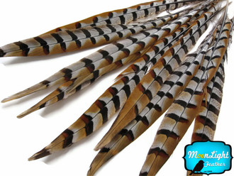 10 Pieces - 35-40" Natural Reeves Venery Pheasant Super Long Tail Feathers
