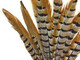 Grey, brown, and black beautiful pheasant feathers. These natural reeves venery feathers come from the tail of a pheasant. They can be used as a dramatic element to floral arrangements and centerpieces. 