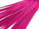 Long ringneck pheasant tail feathers dyed hot pink. Feathers can be used for costumes, accessories, cosplay, and decor.