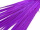 Long ringneck pheasant tail  feathers in vibrant purple. Uses include costumes, cosplay, accessories, and craft.