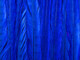 Vibrant blue feathers of long ringneck pheasant tail are perfect for cosplay costumes and accessories.