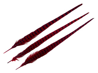10 Pieces - 20-22" RED WINE Long Ringneck Pheasant Tail Feathers