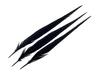 10 Pieces - 20-22" BLACK Long Ringneck Pheasant Tail Feathers