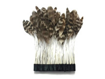 natural chinchilla stripped Coque Feathers (rooster tail feathers)