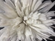 Natural bleach white coque tail feathers strung together used for weddings, floral arrangements, crafts, hats, and costumes.