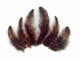 10 Pieces - BROWN Dyed Grizzly Hen Saddle Feather