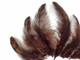 High quality dyed brown grizzly hen saddle feathers used for crafting, costumes, accessories, and decor.