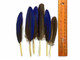 Feathers measure3-5 inches. Blue Hyacinth Macaw wing feathers .