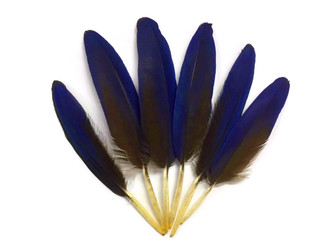 4 Pieces - Small Natural Blue Hyacinth Macaw Wing Feather -Rare- 