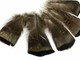 Beautiful brown natural turkey flat feathers. Great for feather earrings.