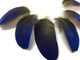 Small Cruelty Free Blue Macaw Parrot Feather