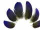 Short Blue / Black Macaw Parrot Feather