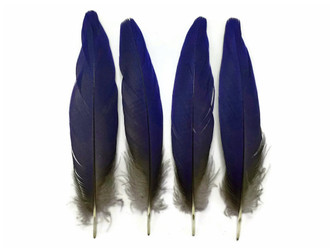 Natural Royal Blue Hyacinth Macaw Rare Vent Feathers