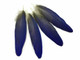 Dark Blue Macaw Exotic Feathers