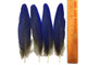 Deep Blue Hyacinth Parrot Feathers Rare