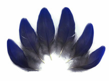 Natural Royal Blue Hyacinth Macaw Rare Vent Small Feathers
