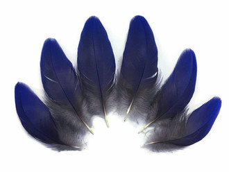 Natural Royal Blue Hyacinth Macaw Rare Vent Small Feathers