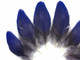 Cruelty Free Dark Blue Macaw Short Exotic Feathers