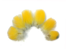  Bright Yellow Scarlet Macaw Body Plumage Feathers 