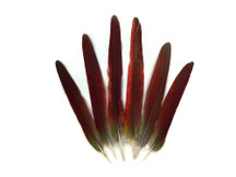 Red African Grey Parrot Tail Feathers 
