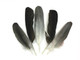  Natural Black and Gray African Grey Parrot Wing Feathers 
