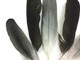 Gray and black rare unique parrot craft feathers 