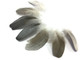 Rare black and grey natural colored cruelty free feathers