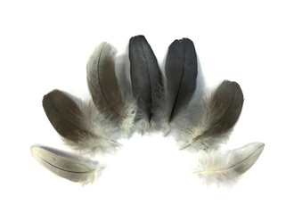 Natural Black and Gray African Grey Parrot Body Plumage Feathers