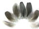 Unique short gray fluffy parrot feathers