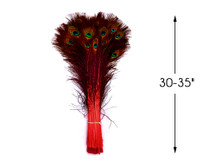 50 Pieces - 30-35" Red Dyed Over Natural Long Peacock Tail Eye Wholesale Feathers (Bulk)