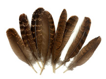 4 Pieces - Natural Large Brown Barred Hen Wing Feathers