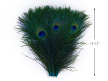 50 Pieces - 10-12" Turquoise Blue Dyed Over Natural Peacock Tail Eye Wholesale Feathers (Bulk)