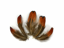 1/4 Lbs - Laced Heart Ringneck Pheasant Plumage Wholesale Feathers (Bulk)