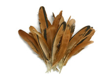 10 Pieces - Natural Golden Brown Hen Wing Quills Feathers