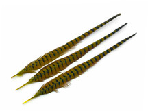 10 Pieces - 20-22" Yellow Dyed Over Natural Long Ringneck Pheasant Tail Feathers