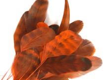 1 Dozen - Orange Chinchilla Stripped Rooster Coque Tail Feathers