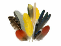 Collection 115 - Mix Random Exotic Feather Sample Pack (Bulk)