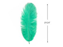 10 Pieces - 19-24" Aqua Green Ostrich Dyed Drabs Body Feathers
